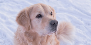 A golden retriver in the snow.